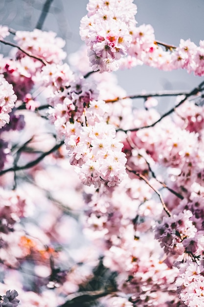 Low angle view of cherry blossoms against sky