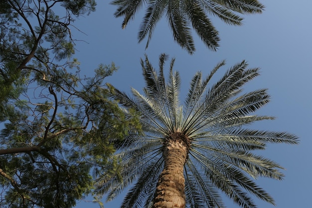 Low angle view of coconut palm tree against clear sky