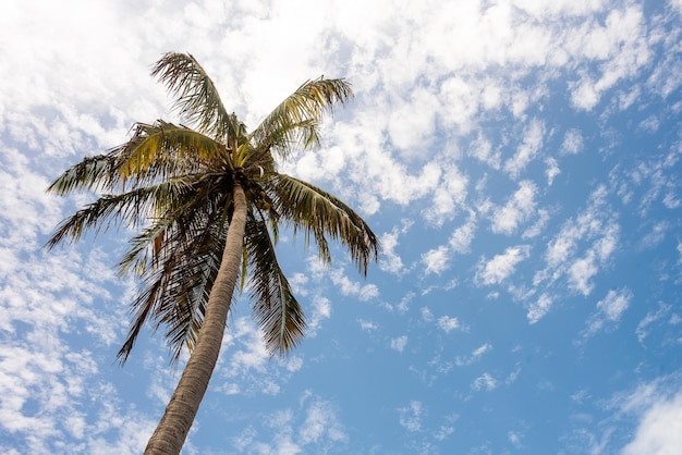 Low angle view of coconut palm tree against sky