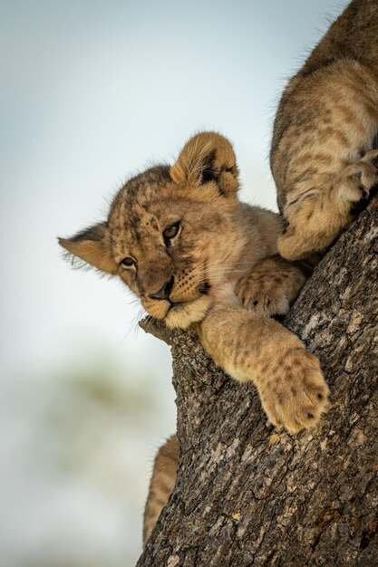 Photo low angle view of cubs resting on tree trunk