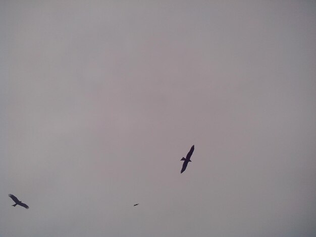 Photo low angle view of eagles flying in sky