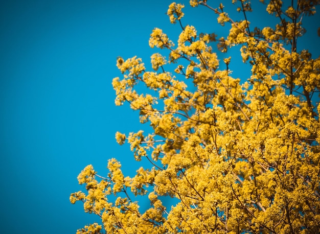 Low angle view of flowering tree against blue sky