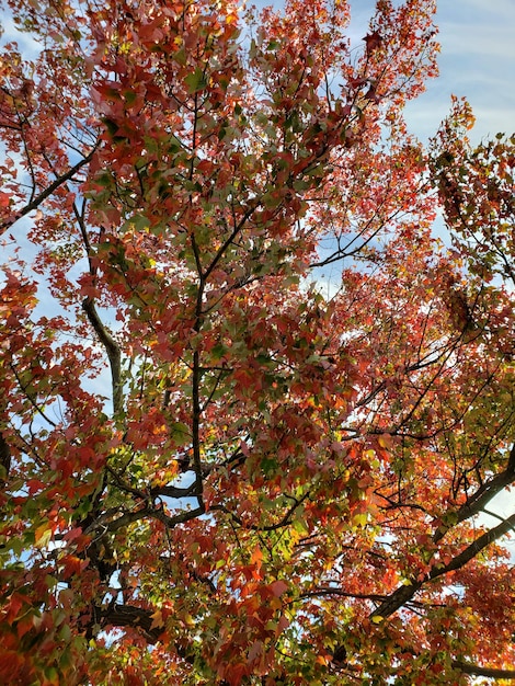 Photo low angle view of flowering trees against orange sky