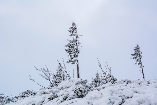 Photo low angle view of frozen bare tree against clear sky