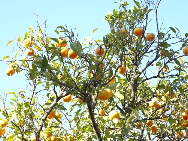 Low angle view of fruits on tree against sky