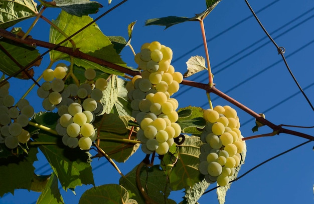 Low angle view of grapes hanging on tree against sky