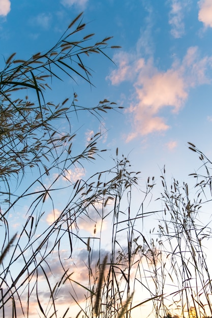 Low angle view of grass with cloudy sky