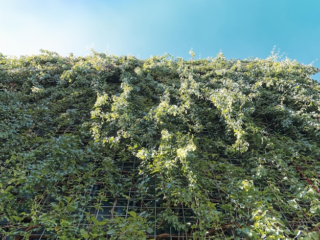 Low Angle View of Green Climbing Plants Over Steel Wire Mesh Wall Against Blue Sky