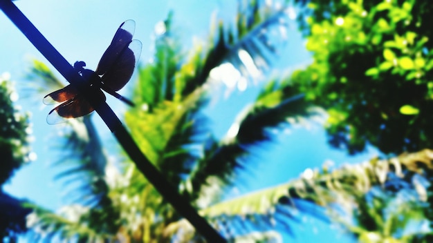 Photo low angle view of insect on cable against palm trees