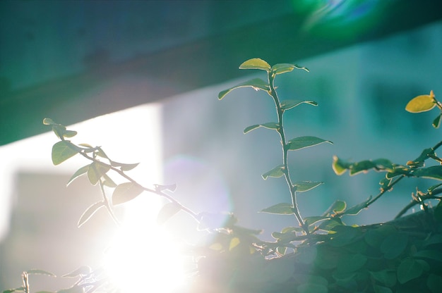 Photo low angle view of leaves growing on sunny day