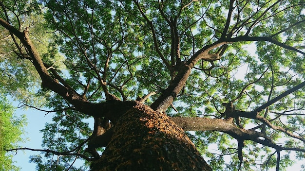 Low angle view of lizard on tree against sky