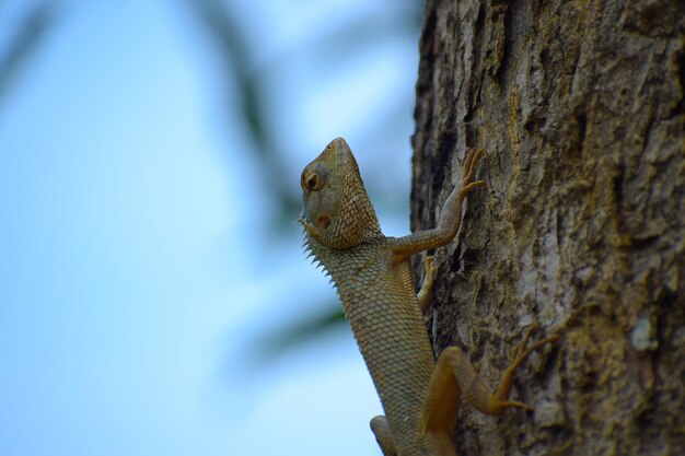 Photo low angle view of lizard on tree trunk