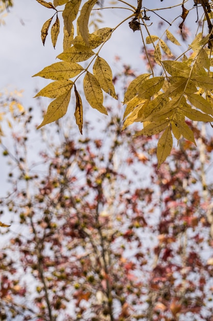 Photo low angle view of maple leaves on tree