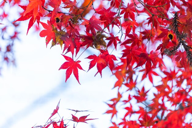 Photo low angle view of maple leaves on tree