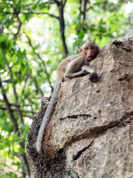 Photo low angle view of monkey on rock