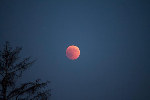 Photo low angle view of moon against clear sky at night