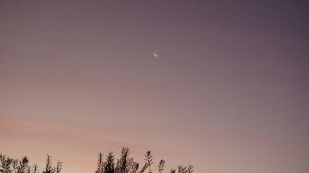 Photo low angle view of moon in sky at night