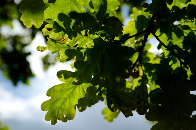 Photo low angle view of oak tree