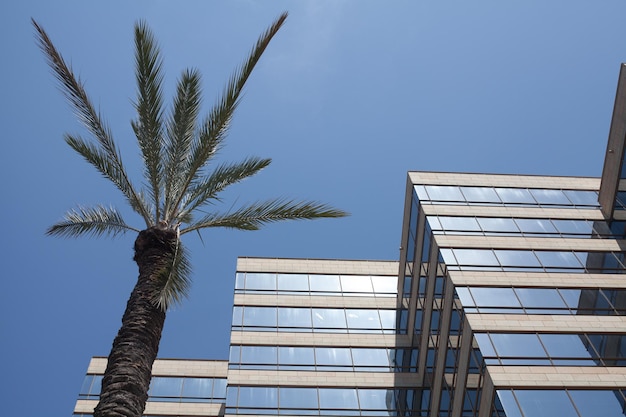 Low angle view of office building by palm tree against clear blue sky