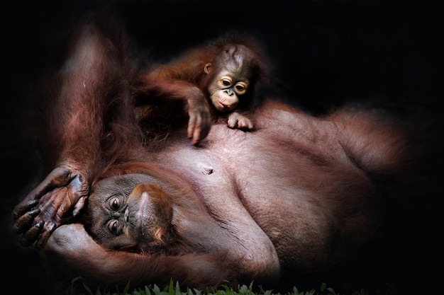 Photo low angle view of orangutan and baby