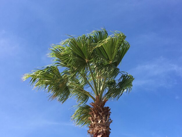 Low angle view of palm tree against blue sky