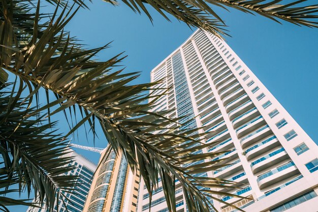 Low angle view of palm tree against clear sky