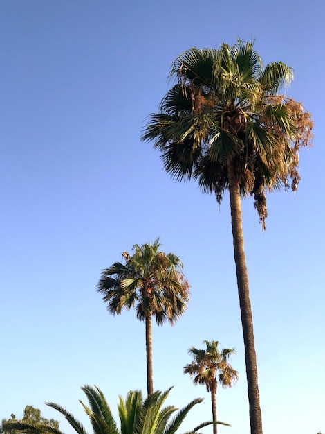 Low angle view of palm trees against clear blue sky