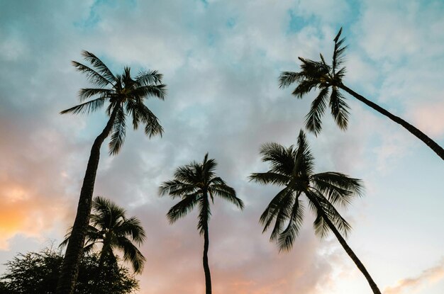 Photo low angle view of palm trees against clear sky