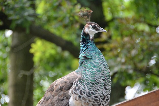 Photo low angle view of peahen