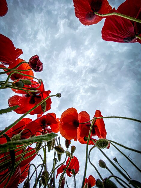 Low angle view photo of wild Poppies field against cloudy sky