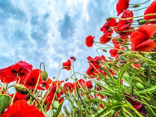 Low angle view photo of wild Poppies field against cloudy sky