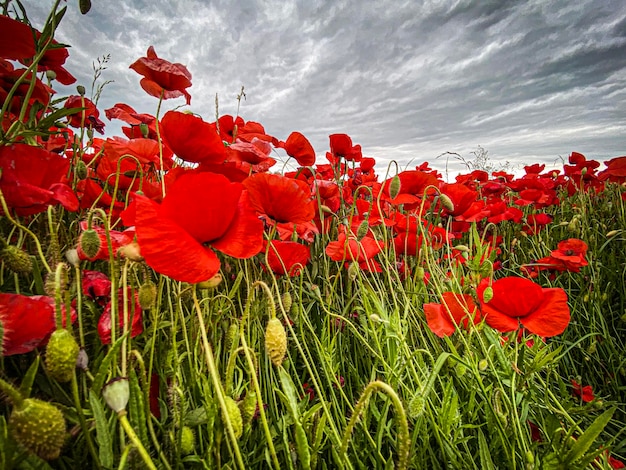 Low angle view photo of wild Poppies field against cloudy sky