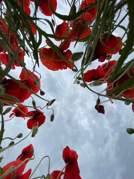 Low angle view photo of wild Poppies field against cloudy sky