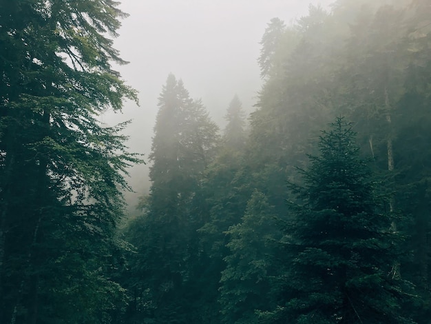 Low angle view of pine trees in forest against sky