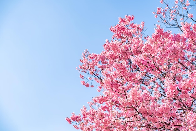 Low angle view of pink cherry blossoms in spring