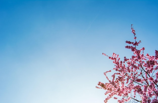 Photo low angle view of pink flower tree against clear blue sky