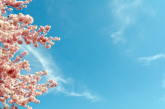 Photo low angle view of pink flowering plant against blue sky