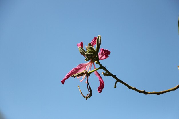 Photo low angle view of pink flowering plant against clear blue sky