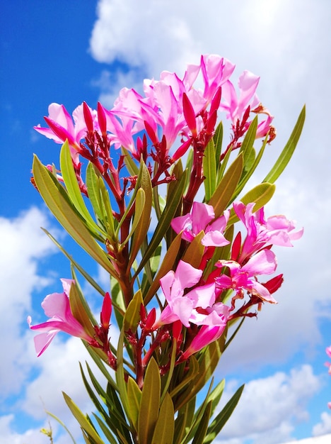 Low angle view of pink flowering plant against sky