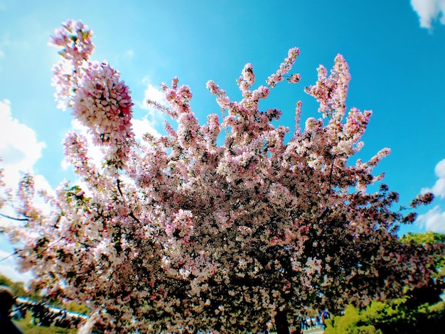 Low angle view of pink flowers blooming on tree