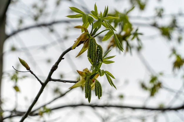 Photo low angle view of plant against blurred background