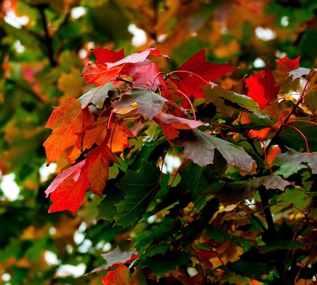 Low angle view of red leaves on tree