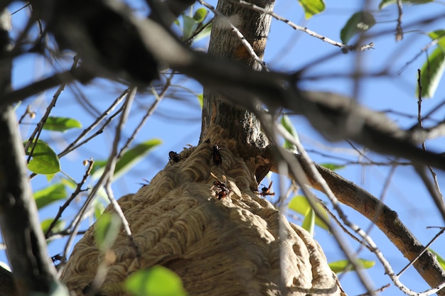 Low angle view of rope hanging on tree