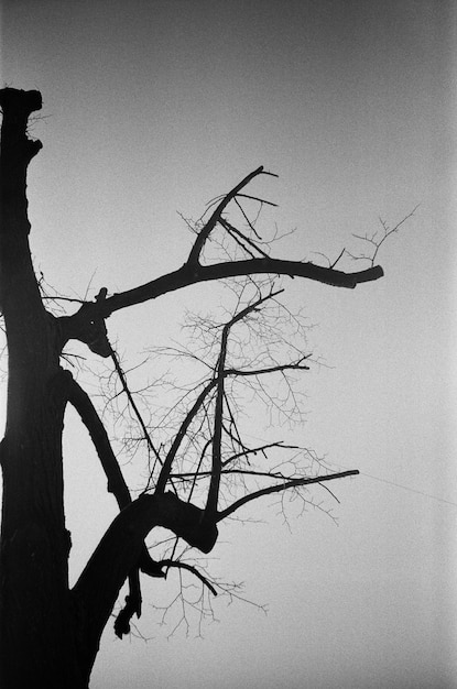 Low angle view of silhouette bare tree against clear sky