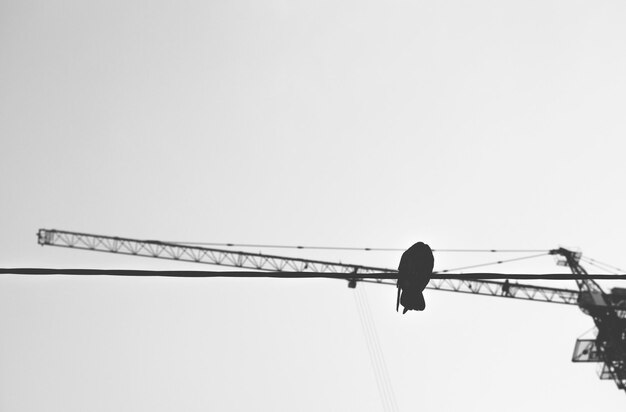 Photo low angle view of silhouette bird perching on cable with crane in background against clear sky