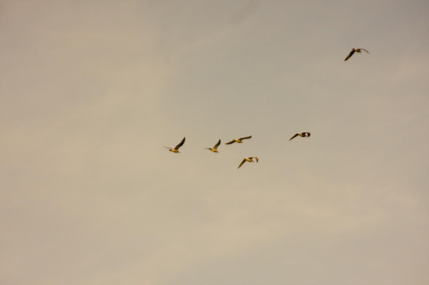 Photo low angle view of silhouette birds flying in sky