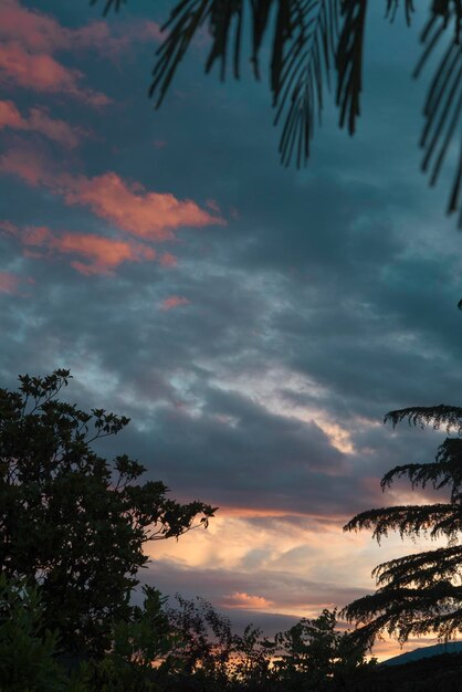 Photo low angle view of silhouette trees against dramatic sky