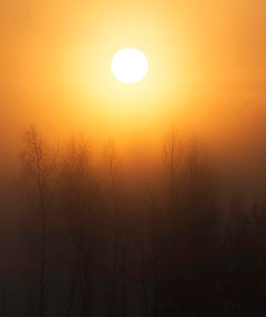 Photo low angle view of silhouette trees against orange sky