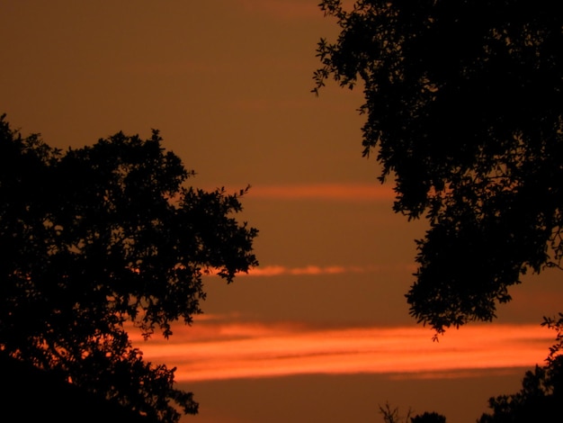 Low angle view of silhouette trees against orange sky