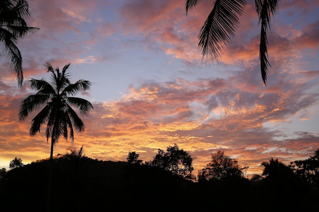 Photo low angle view of silhouette trees against sky during sunset